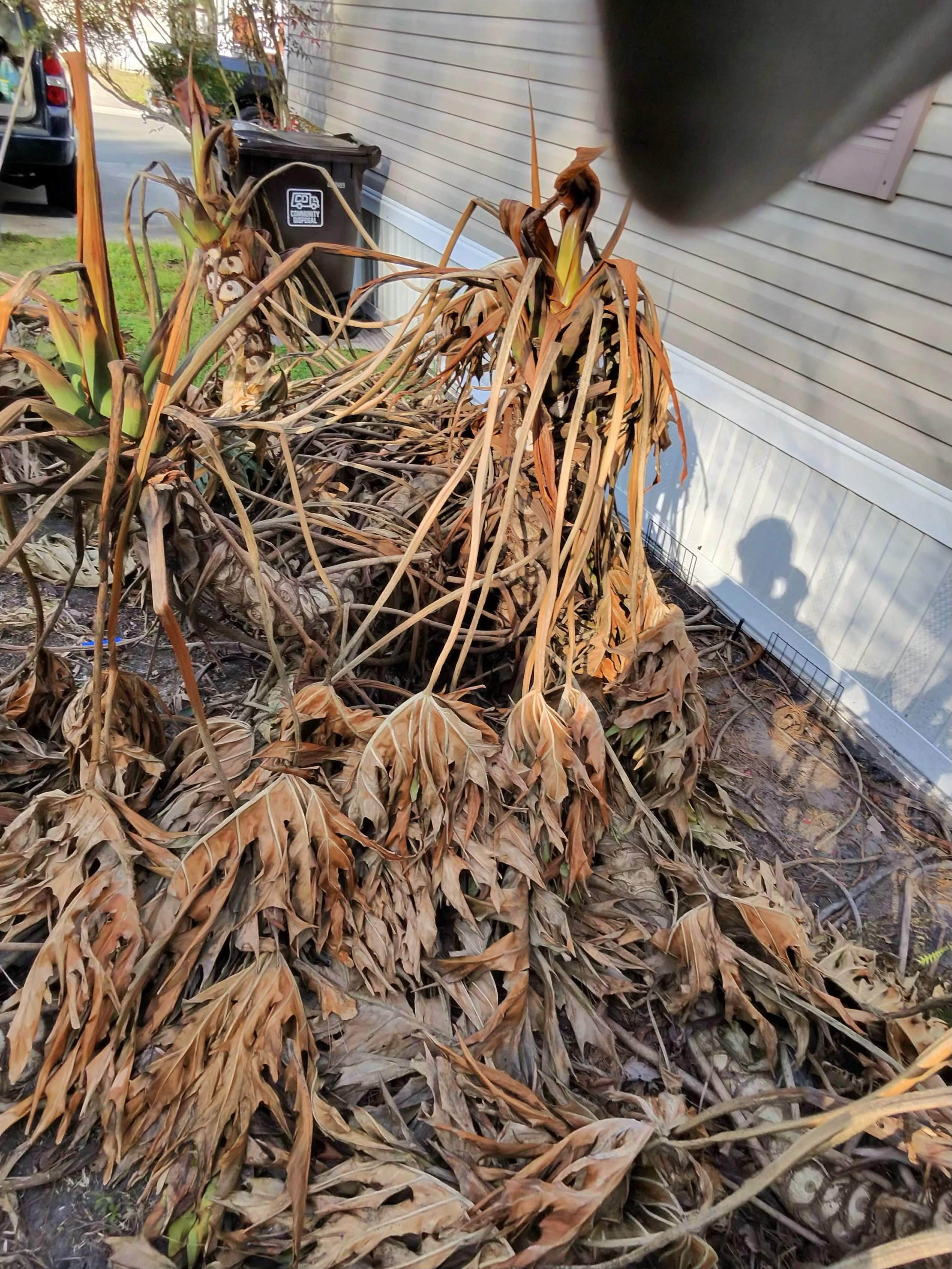 This is my last project that’s still going on tree trimming , shrub trimming and the client wants mulch laid down to 