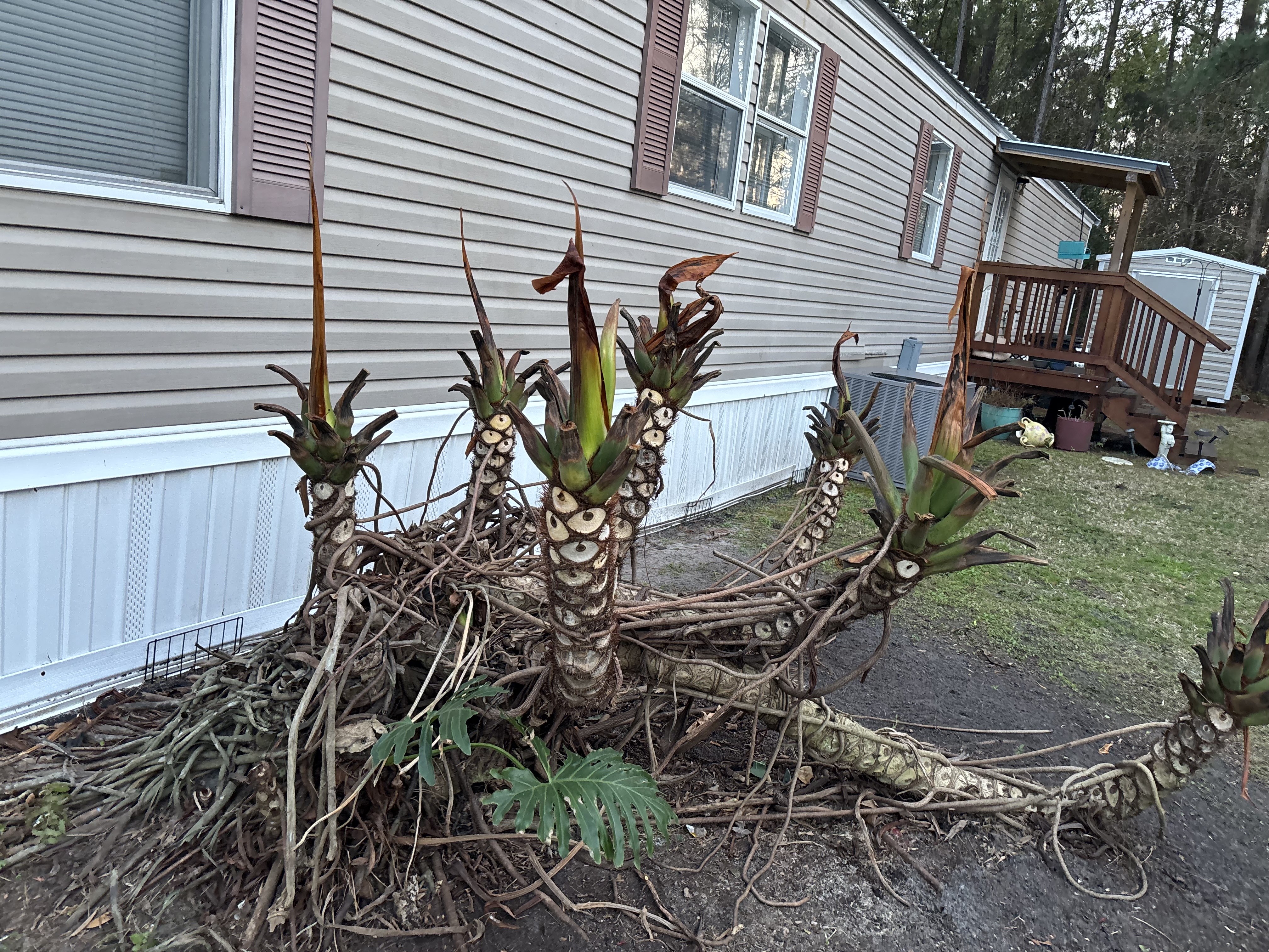 This is after trimming and cleaning up around the tree